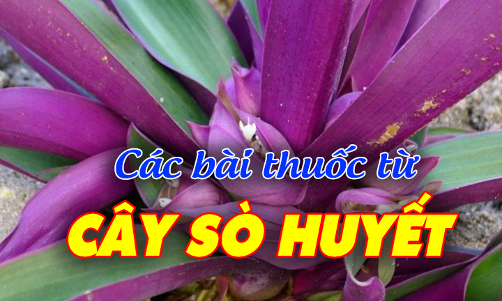 Các bài thuốc từ cây sò huyết