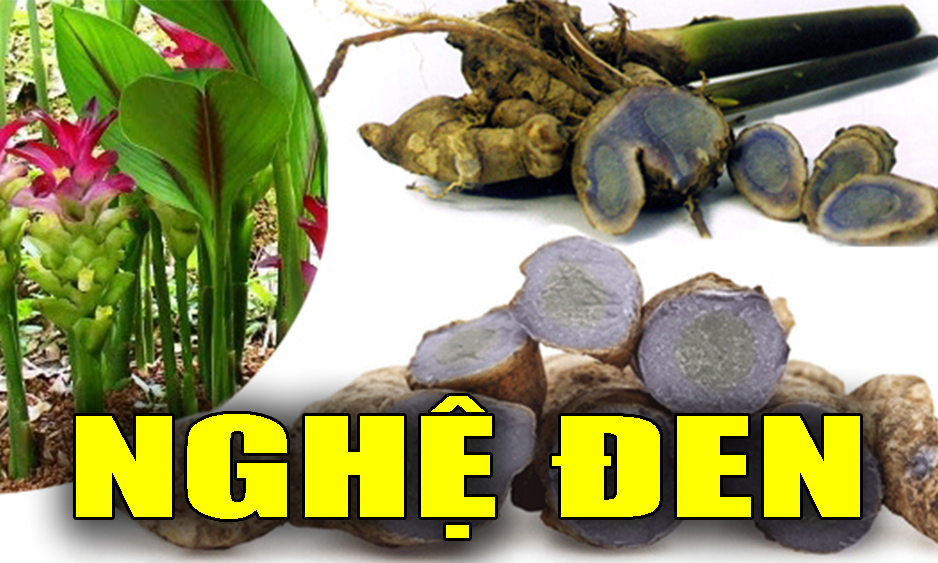 Các bài thuốc từ Nghệ đen