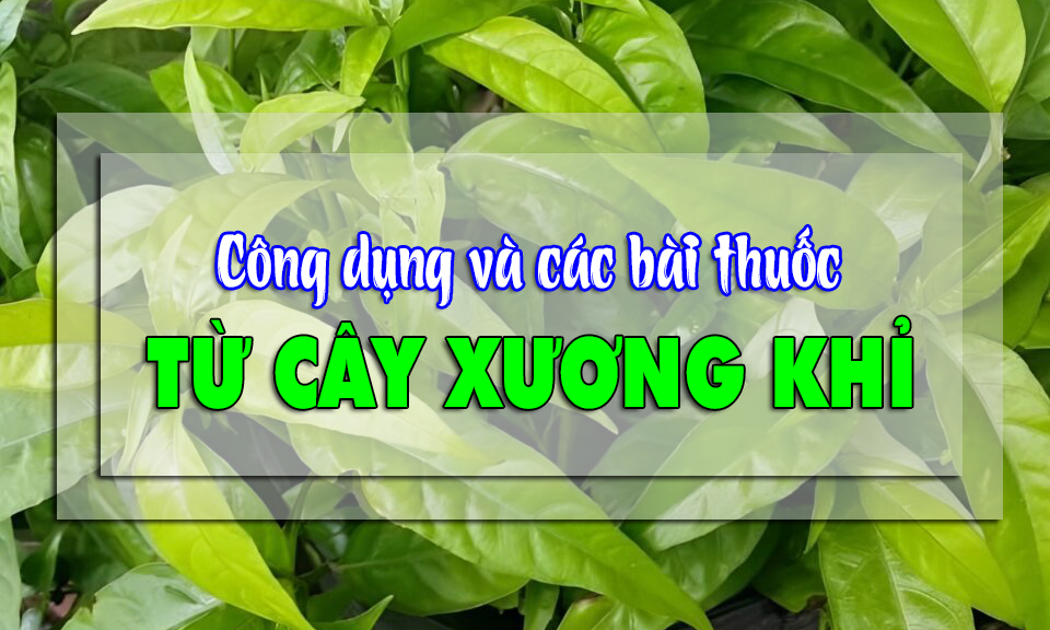Công dụng và các bài thuốc từ cây xương khỉ