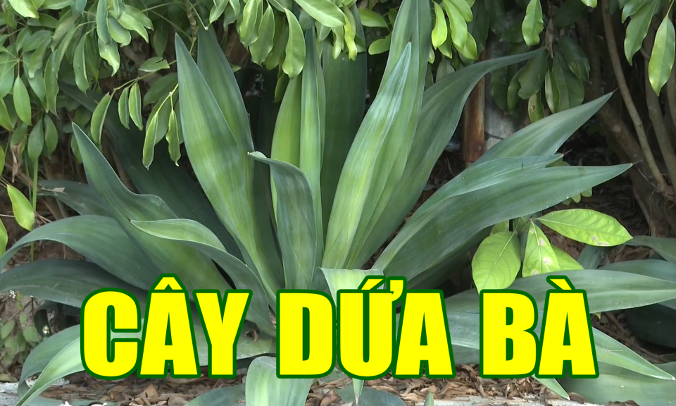 Cây dứa bà
