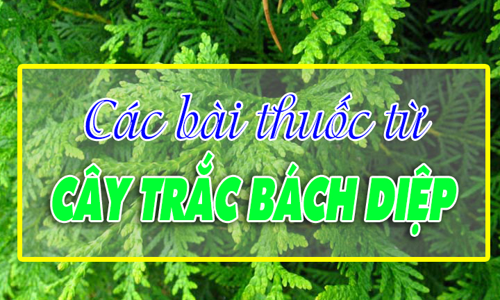 Các bài thuốc từ cây Trắc bách diệp